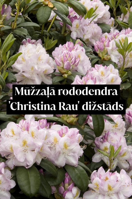 Mūžzaļā rododendra 'Christina Rau' dižstāds - kupls, izteiksmīgs krūms, 2 dažādi izmēri